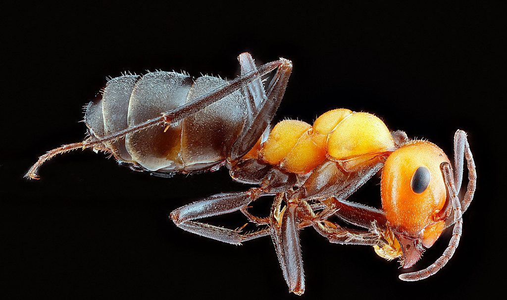 Ant Control service in Moore, OK