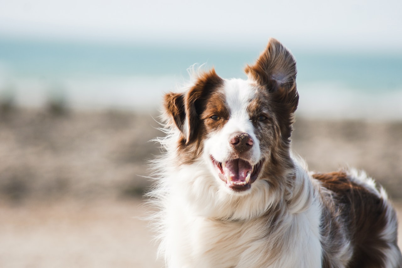 Flea & Tick Control service in Moore, OK