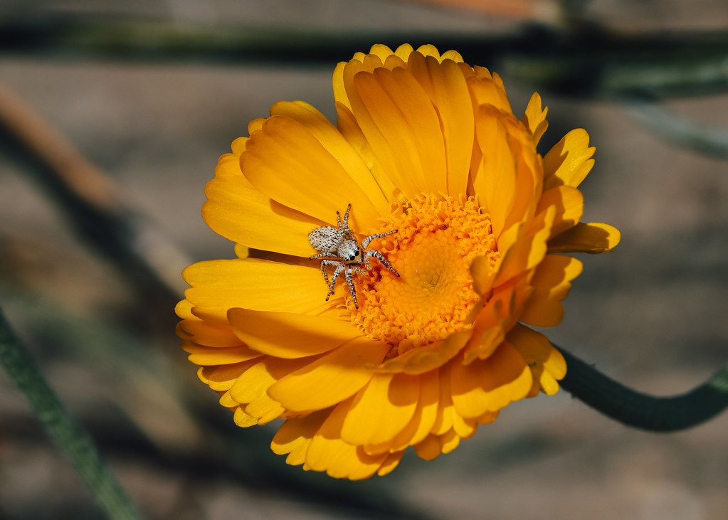 Spider Control service in Moore, OK